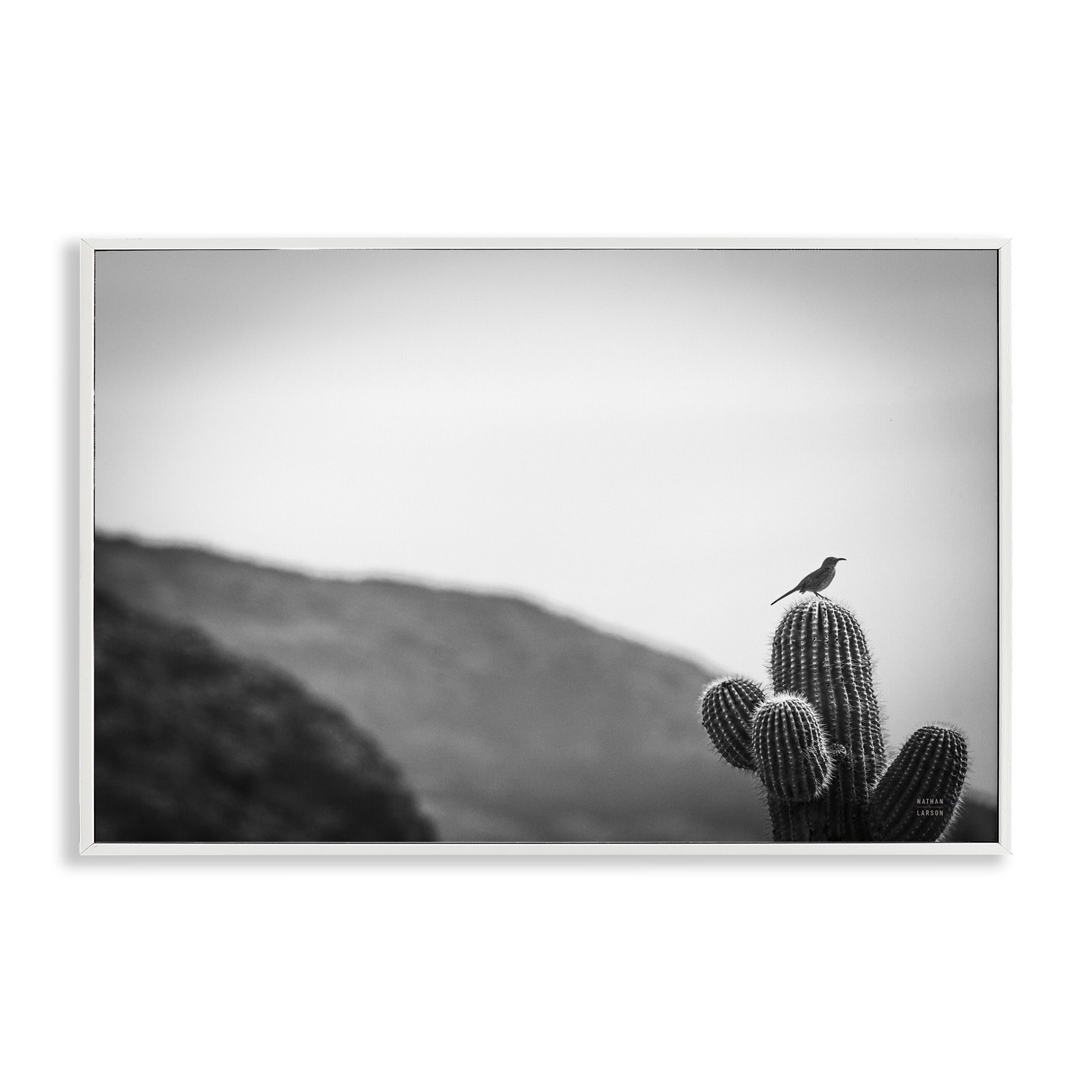 Stupell Industries On Guard Bird & Cactus Landscape & Nature Photography White Framed Art Print Wall Art, 24 x 16
