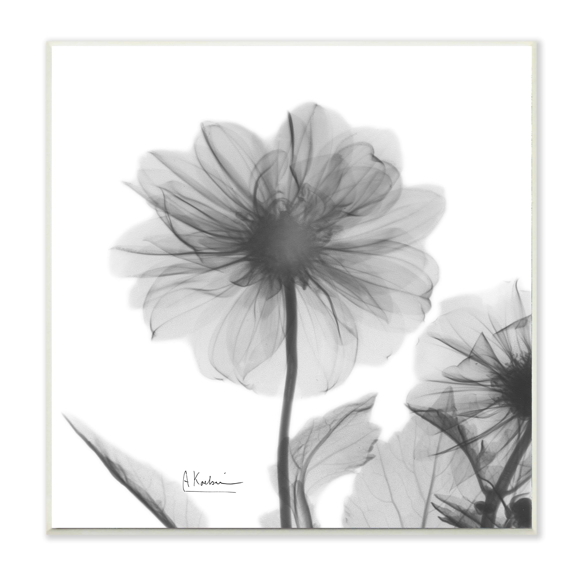 Stupell Industries Opaque Dahlia Flower Minimal Black White Silhouette Wall Plaque by Albert Koetsier