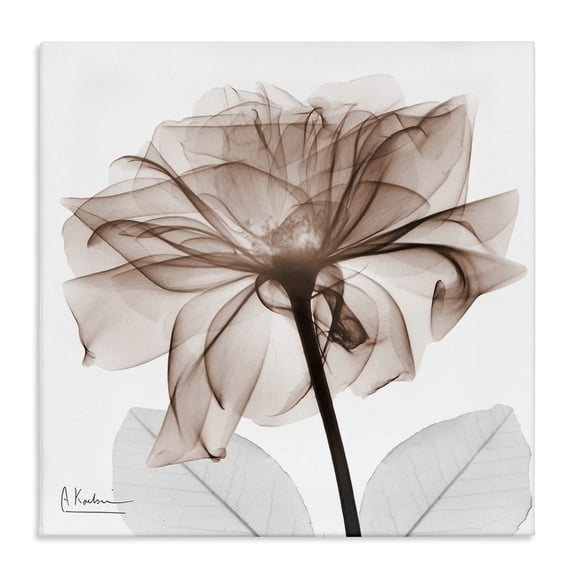 Stupell Industries Opaque Rose Blossom Floral Painting Wrapped Canvas Canvas Art Print Wall Art, 36 x 36