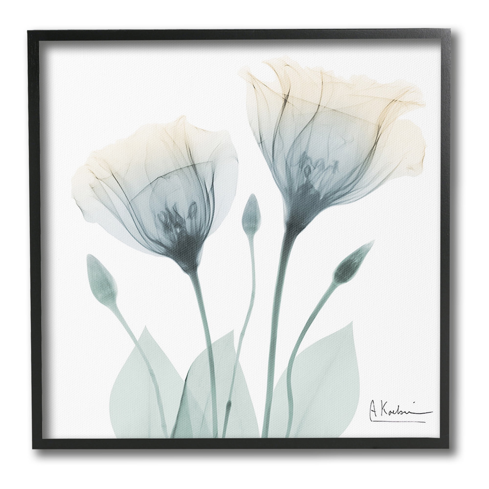 Stupell Industries Opaque Tulip Duo Botanical & Floral Photography Black Framed Art Print Wall Art, 24 x 24