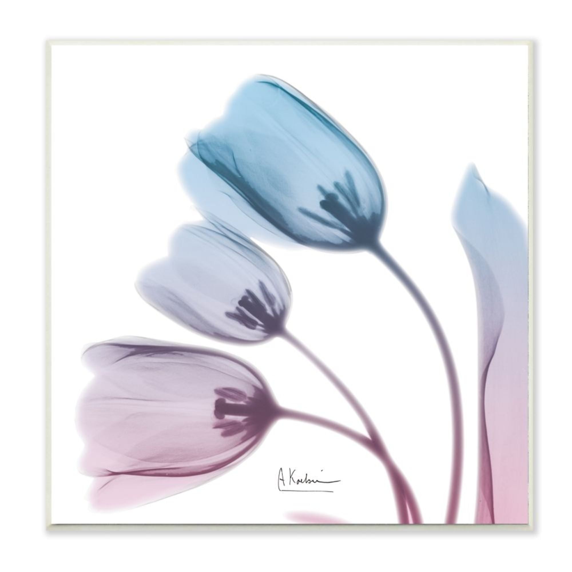 Stupell Industries Opaque Tulip Silhouette Blue Pink Photograph Design by Albert Koetsier