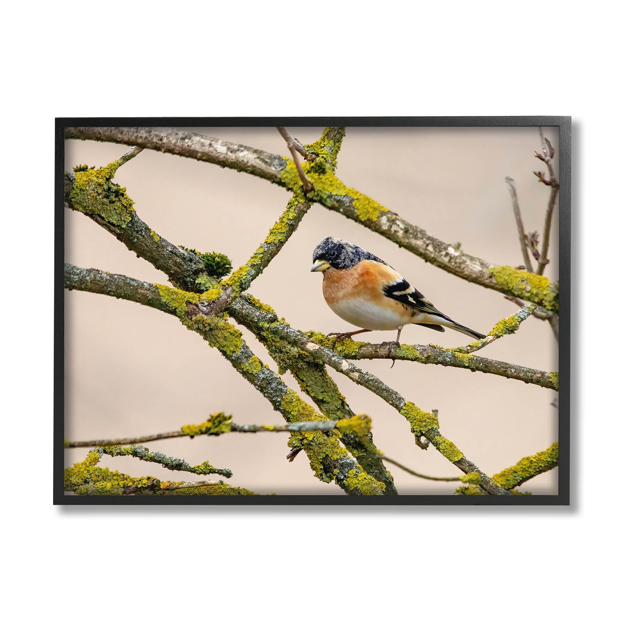 Stupell Industries Orange Bird Mossy Tree Branch Photograph Black Framed Art Print Wall Art, Design by Lil' Rue