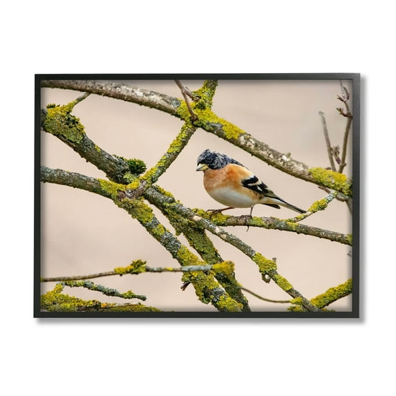 Stupell Industries Orange Bird Mossy Tree Branch Photograph Black Framed Art Print Wall Art, Design by Lil' Rue