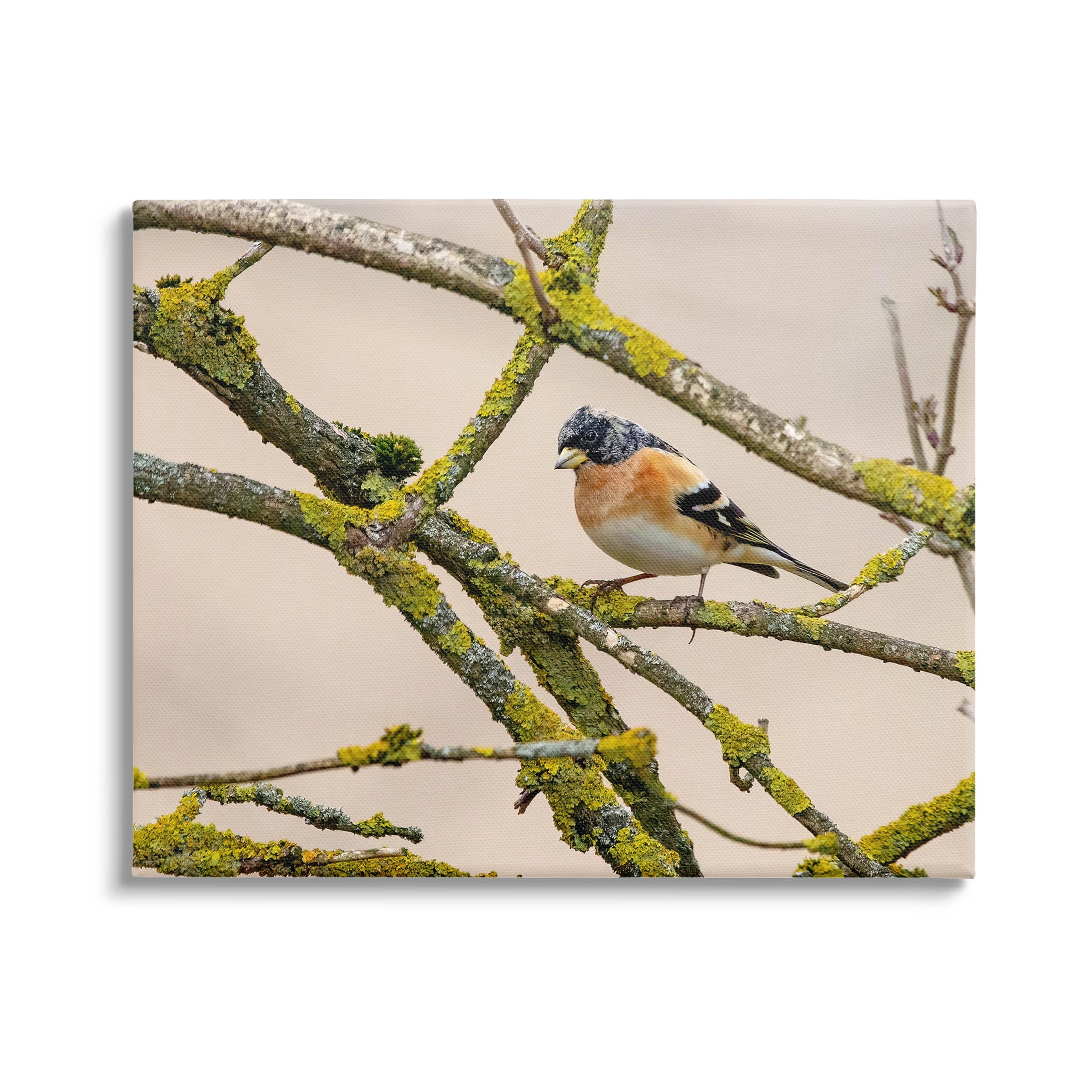 Stupell Industries Orange Bird Mossy Tree Branch Photograph Gallery Wrapped Canvas Print Wall Art, Design by Lil' Rue