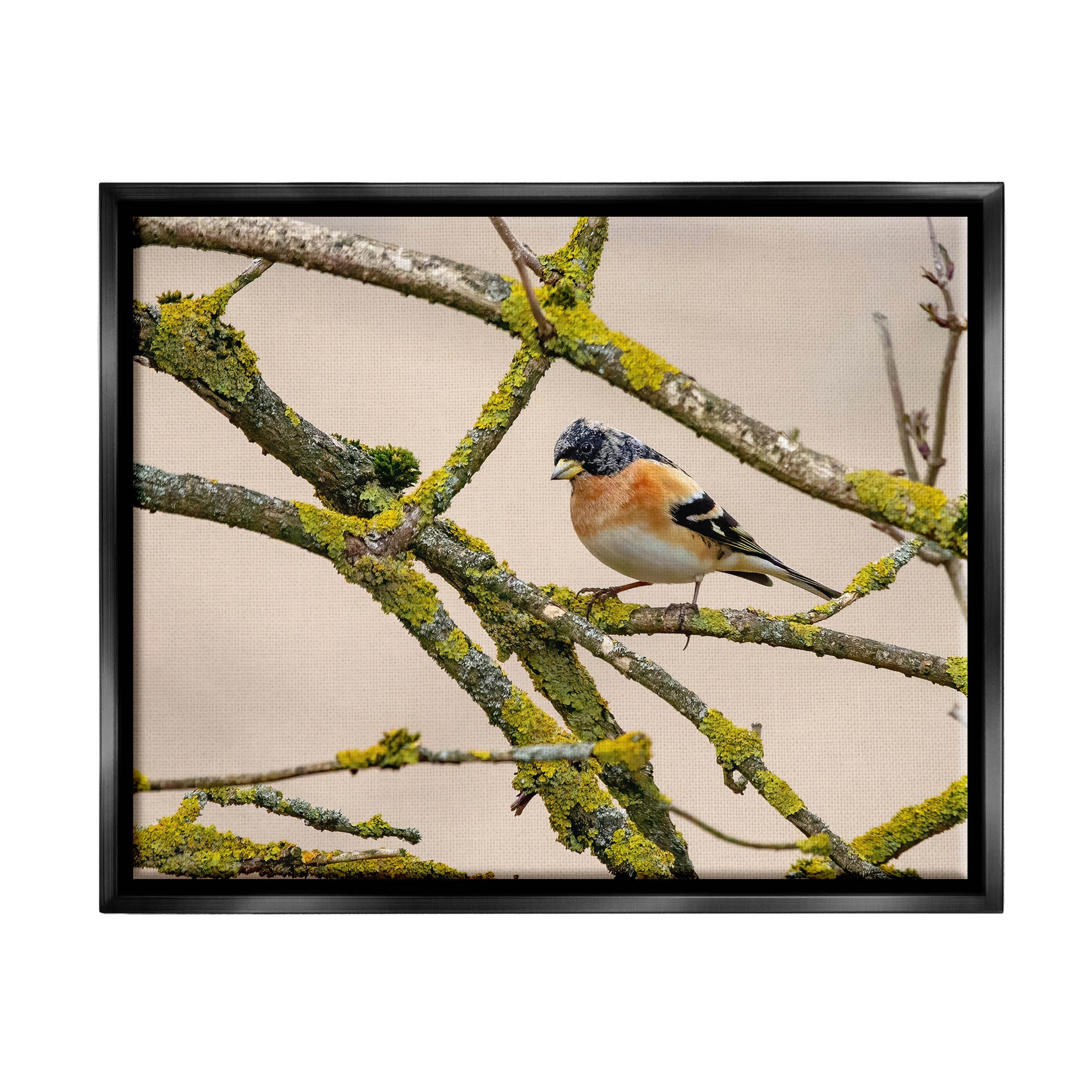 Stupell Industries Orange Bird Mossy Tree Branch Photograph Jet Black Floating Framed Canvas Print Wall Art, Design by Lil' Rue