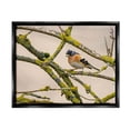 thumbnail image 1 of Stupell Industries Orange Bird Mossy Tree Branch Photograph Jet Black Floating Framed Canvas Print Wall Art, Design by Lil' Rue, 1 of 6