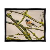 Stupell Industries Orange Bird Mossy Tree Branch Photograph Jet Black Floating Framed Canvas Print Wall Art, Design by Lil' Rue