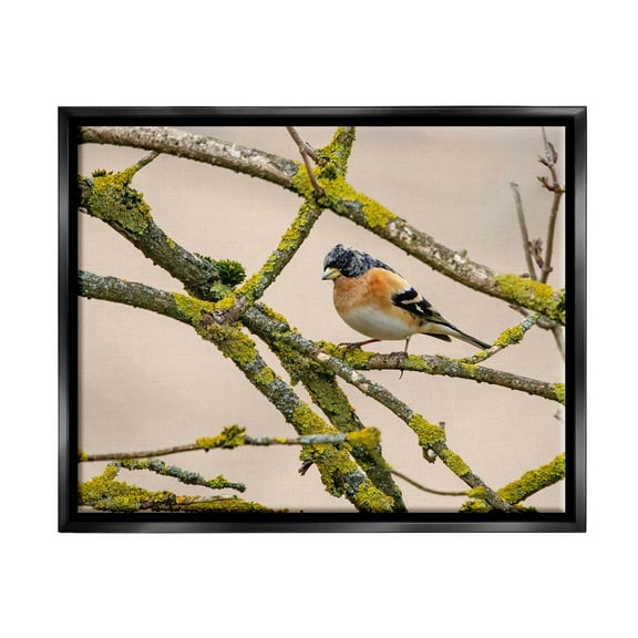 Stupell Industries Orange Bird Mossy Tree Branch Photograph Jet Black Floating Framed Canvas Print Wall Art, Design by Lil' Rue