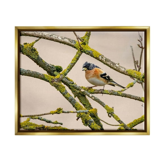 Stupell Industries Orange Bird Mossy Tree Branch Photograph Metallic Gold Floating Framed Canvas Print Wall Art, Design by Lil' Rue