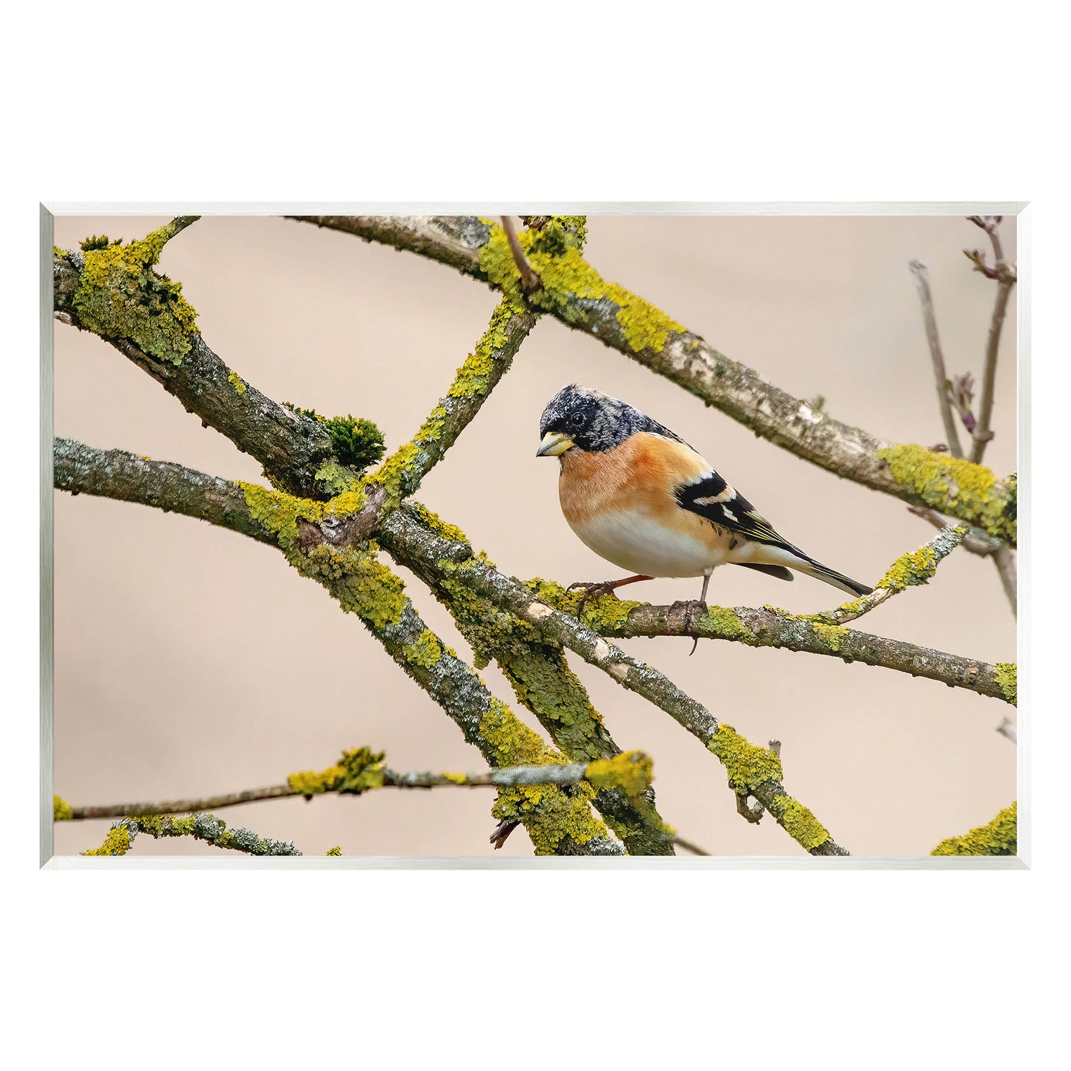 Orange Bird on Mossy Tree Branch Canvas Print