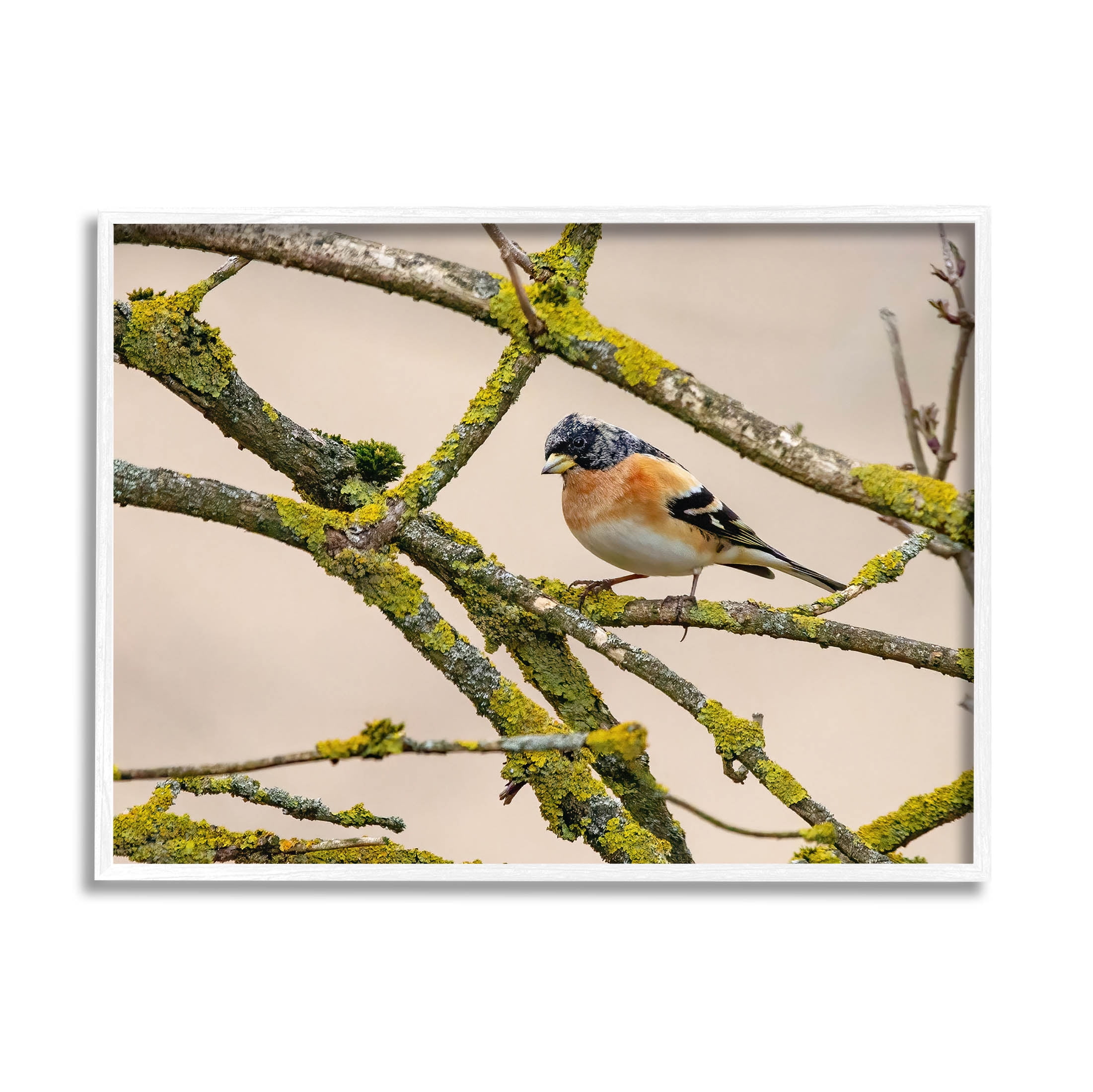 Stupell Industries Orange Bird Mossy Tree Branch Photograph White Framed Art Print Wall Art, Design by Lil' Rue