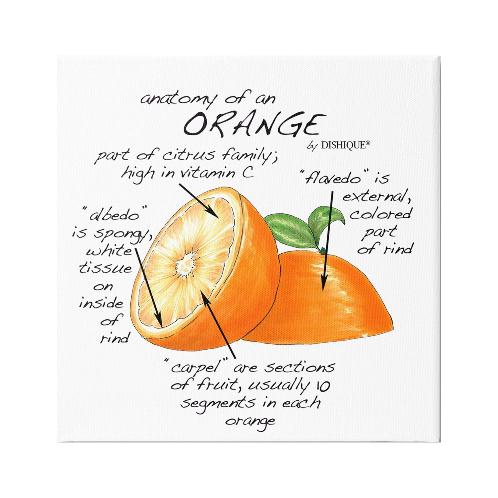 Stupell Industries Orange Citrus Fruit Chart Informative Learning Diagram Graphic Art Gallery Wrapped Canvas Print Wall Art, Design by Dishique