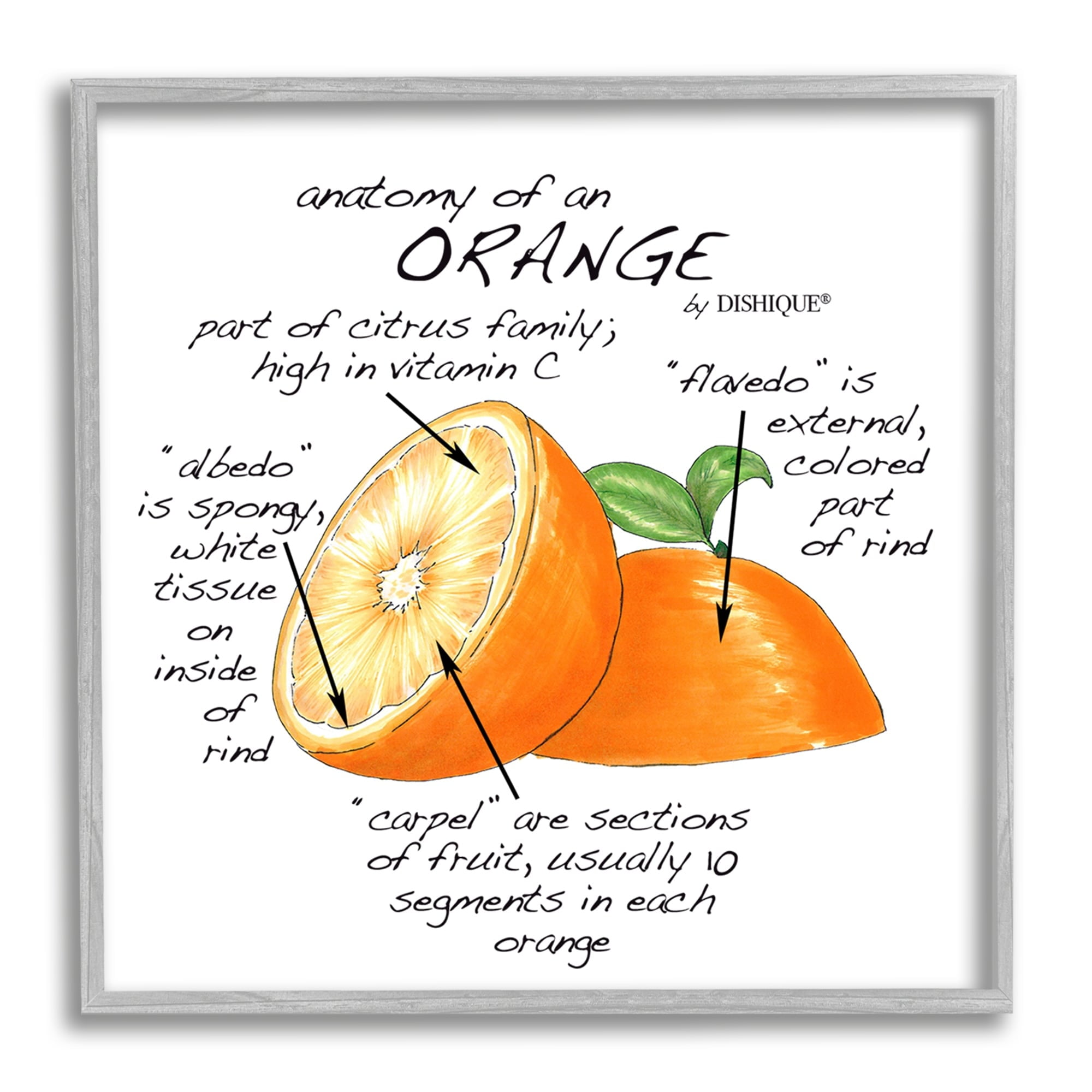 Stupell Industries Orange Citrus Fruit Chart Informative Learning Diagram Graphic Art Gray Framed Art Print Wall Art, Design by Dishique