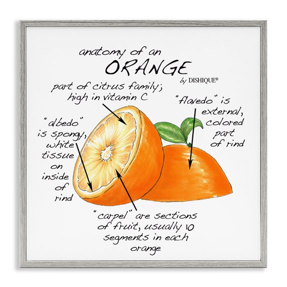 Stupell Industries Eclectic Orange Citrus Fruit Chart Informative Learning Diagram Gray Framed Giclee Art, 12 x 12, by Dishique