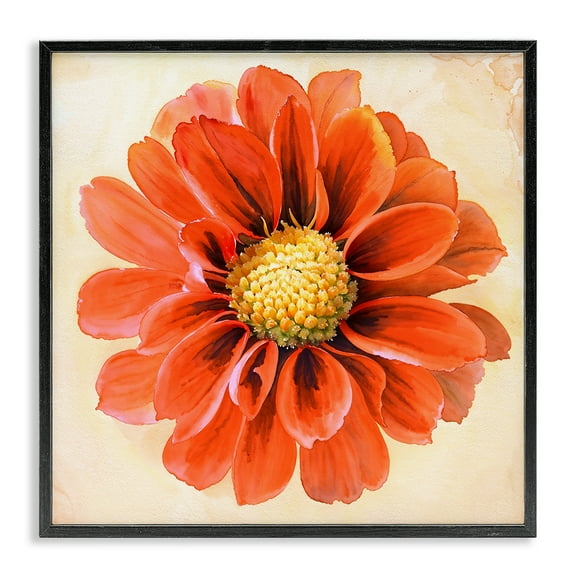 Stupell Industries Orange Dahlia Bloom Plants & Flowers Painting Black Framed Art Print Wall Art, 12 x 12