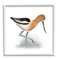 thumbnail image 1 of Stupell Industries Orange Feathered Avocet Wetland Bird Long Beak, 12 x 12, Designed by Studio Q, 1 of 7