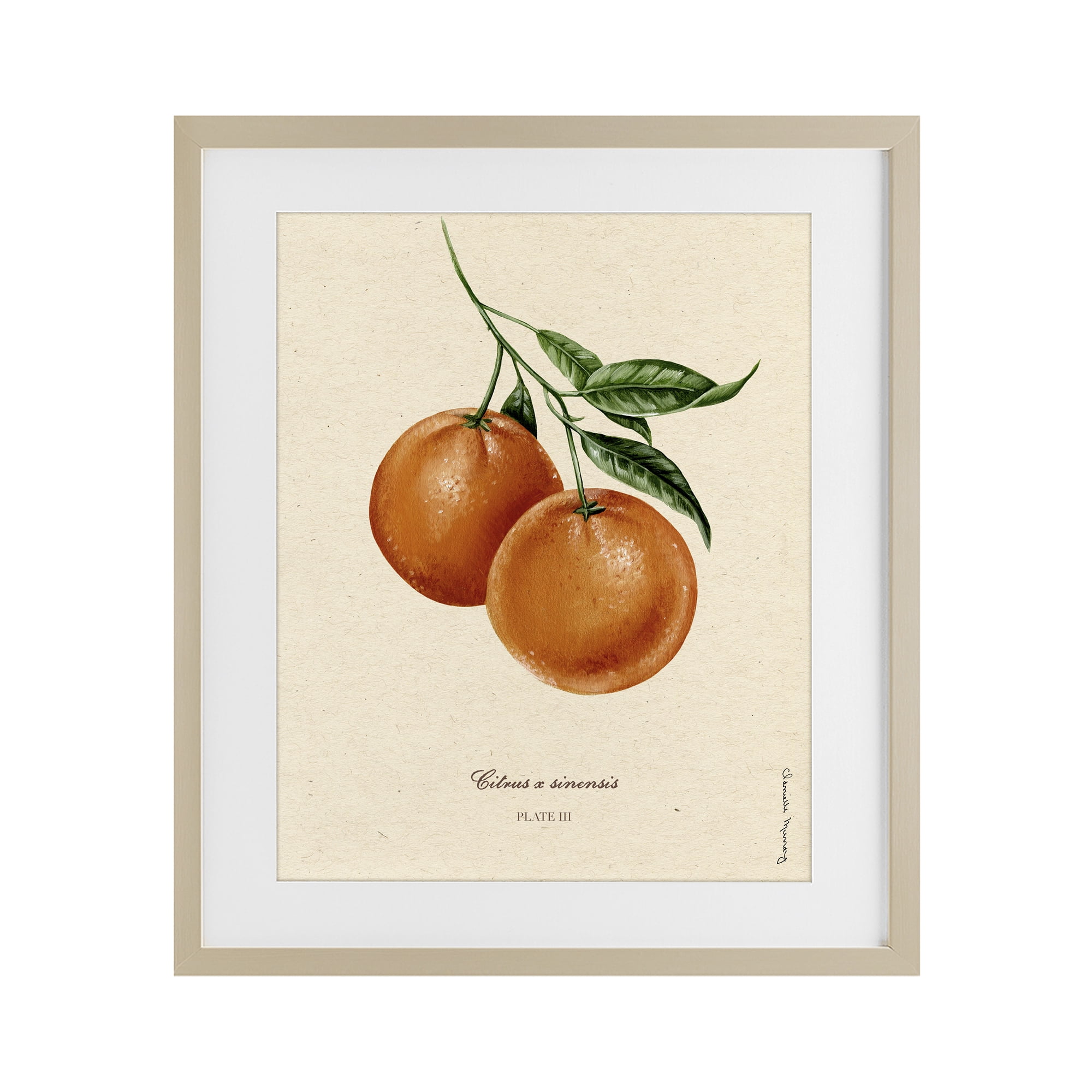 Stupell Industries Orange Fruit Portrait Birch Framed Print Under Glass, design by Danielle Murray
