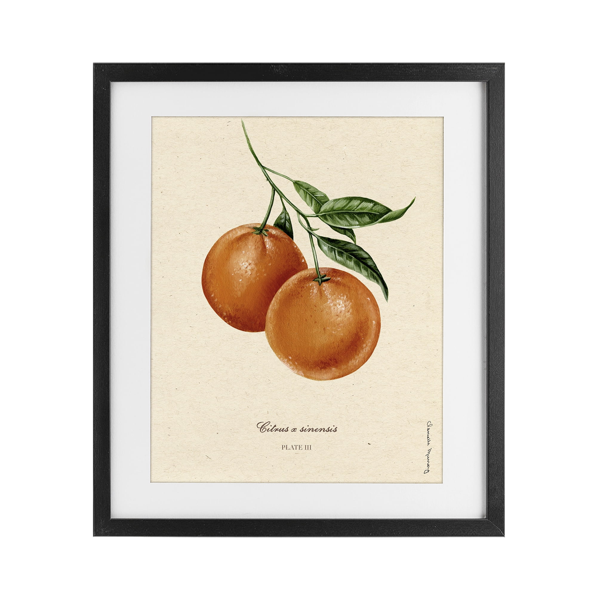 Stupell Industries Orange Fruit Portrait Black Framed Print Under Glass, design by Danielle Murray