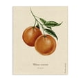 thumbnail image 1 of Stupell Industries Cottage Orange Fruit Portrait Canvas Art, 16 x 20, by Danielle Murray, 1 of 8