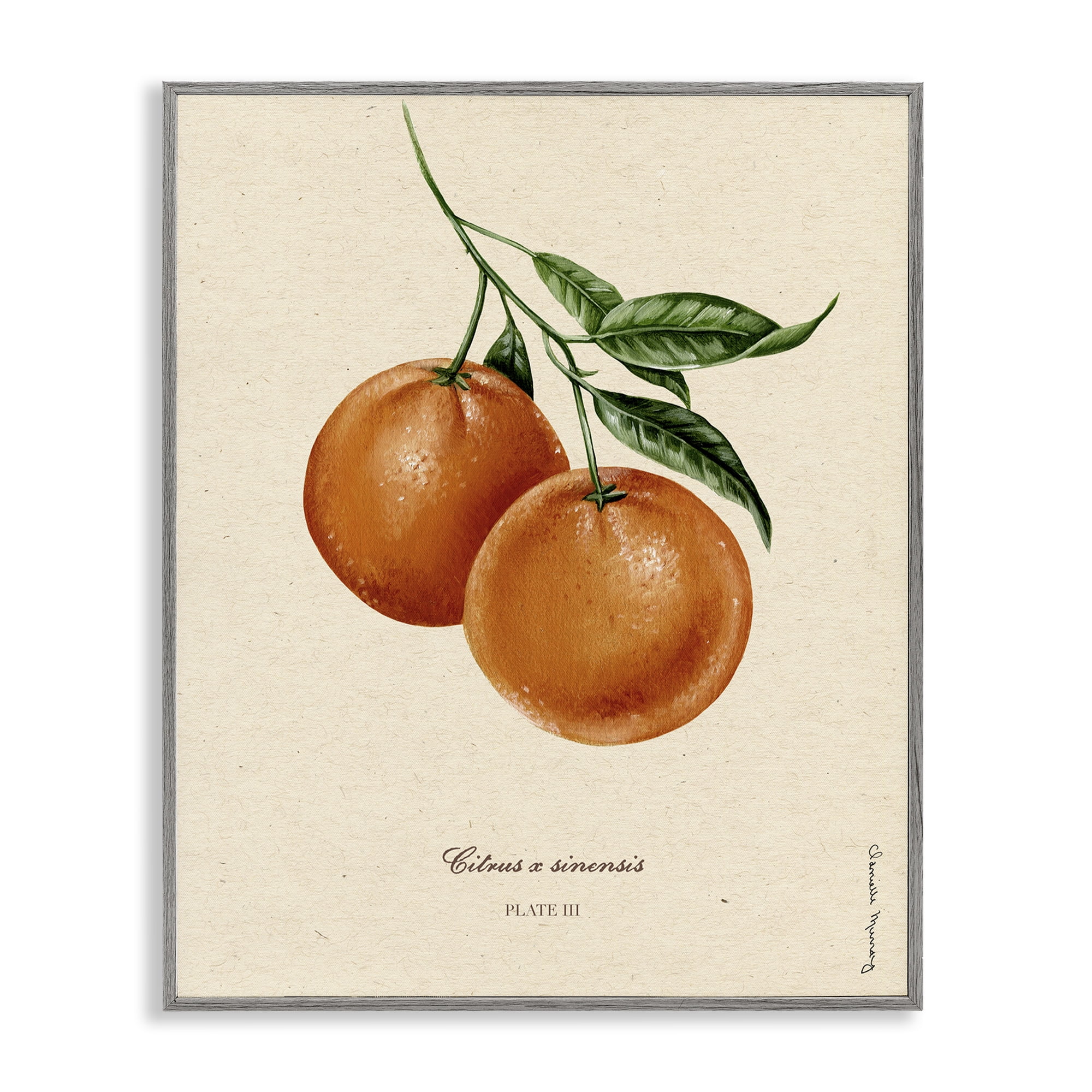 Stupell Industries Orange Fruit Portrait Gray Framed Giclee Art, design by Danielle Murray