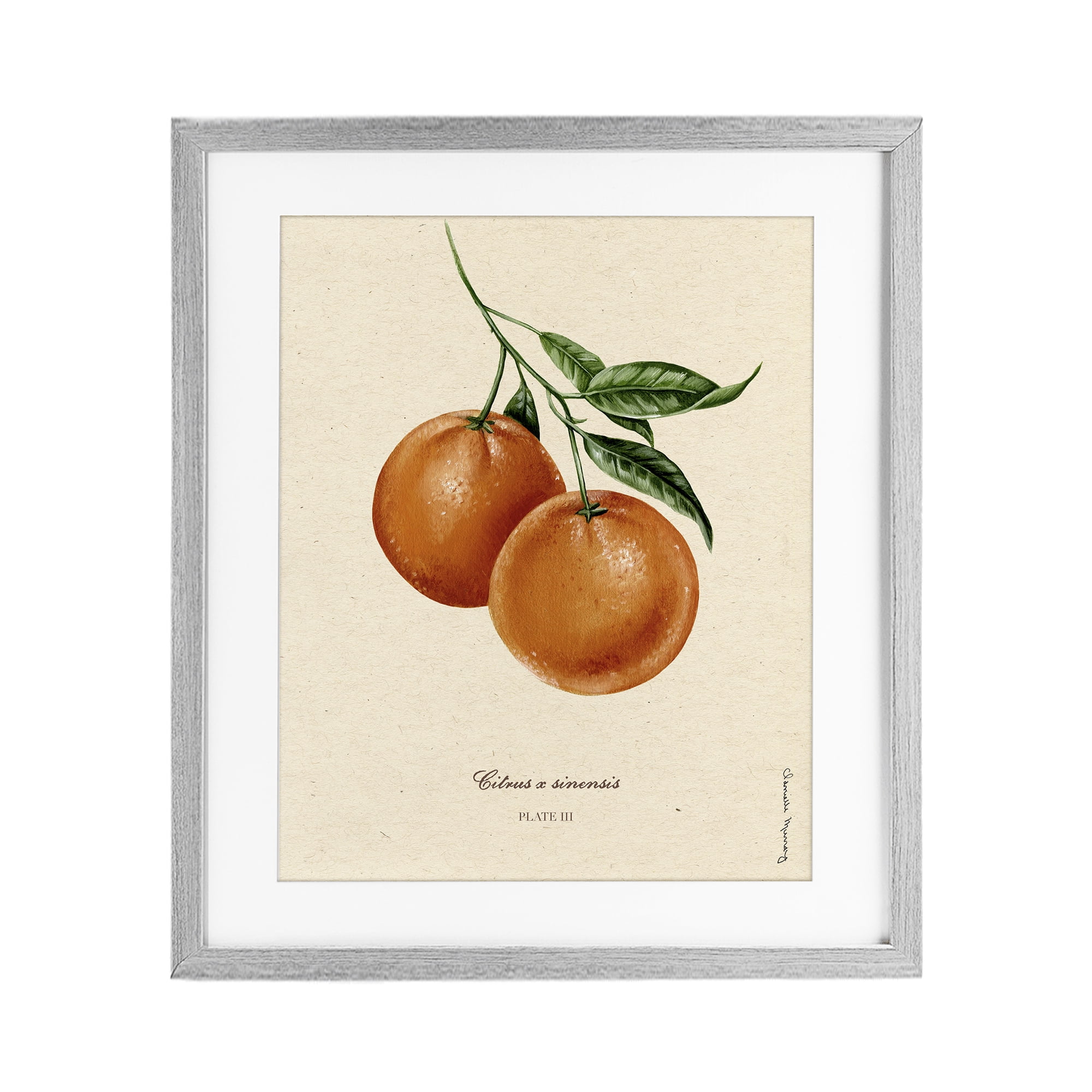 Stupell Industries Orange Fruit Portrait Gray Framed Print Under Glass, design by Danielle Murray