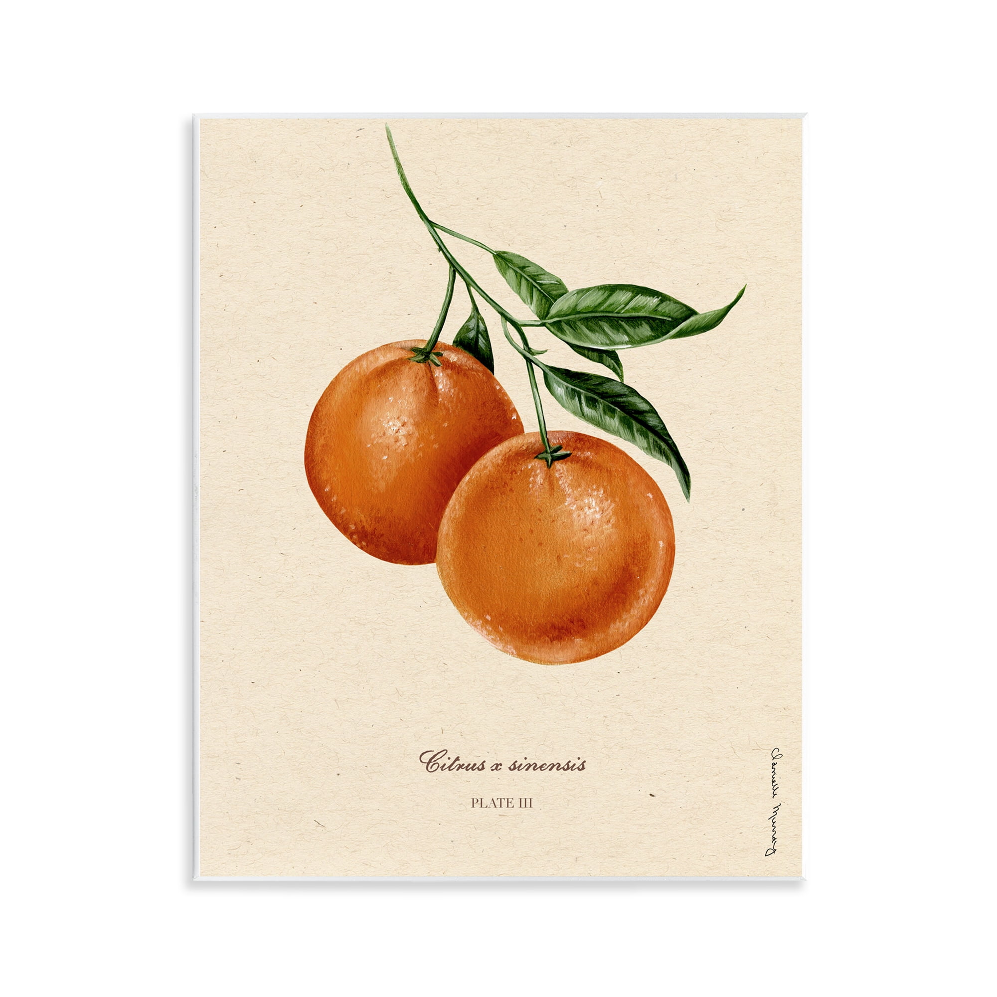 Stupell Industries Orange Fruit Portrait Wall Plaque Art, design by Danielle Murray