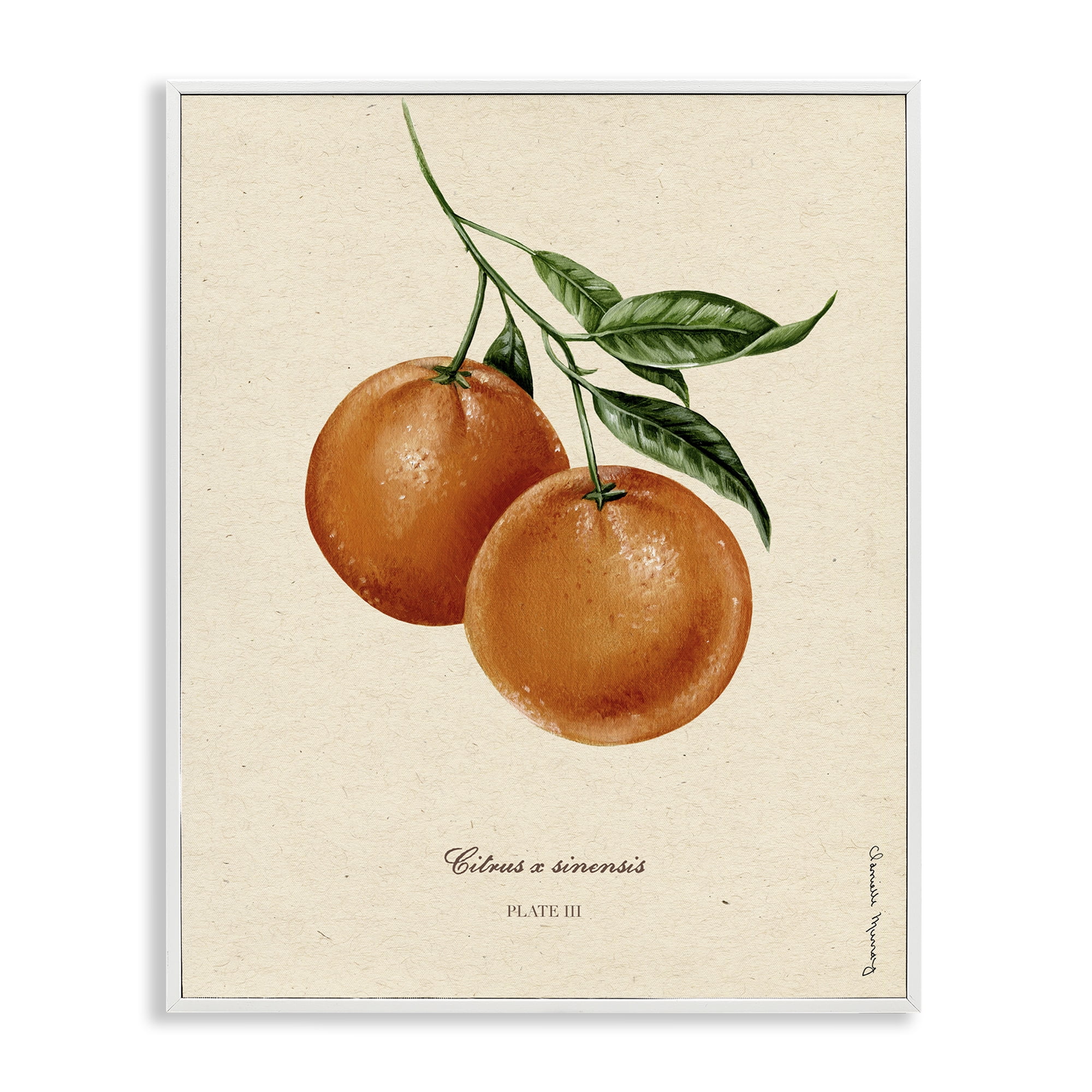 Stupell Industries Orange Fruit Portrait White Framed Giclee Art, design by Danielle Murray