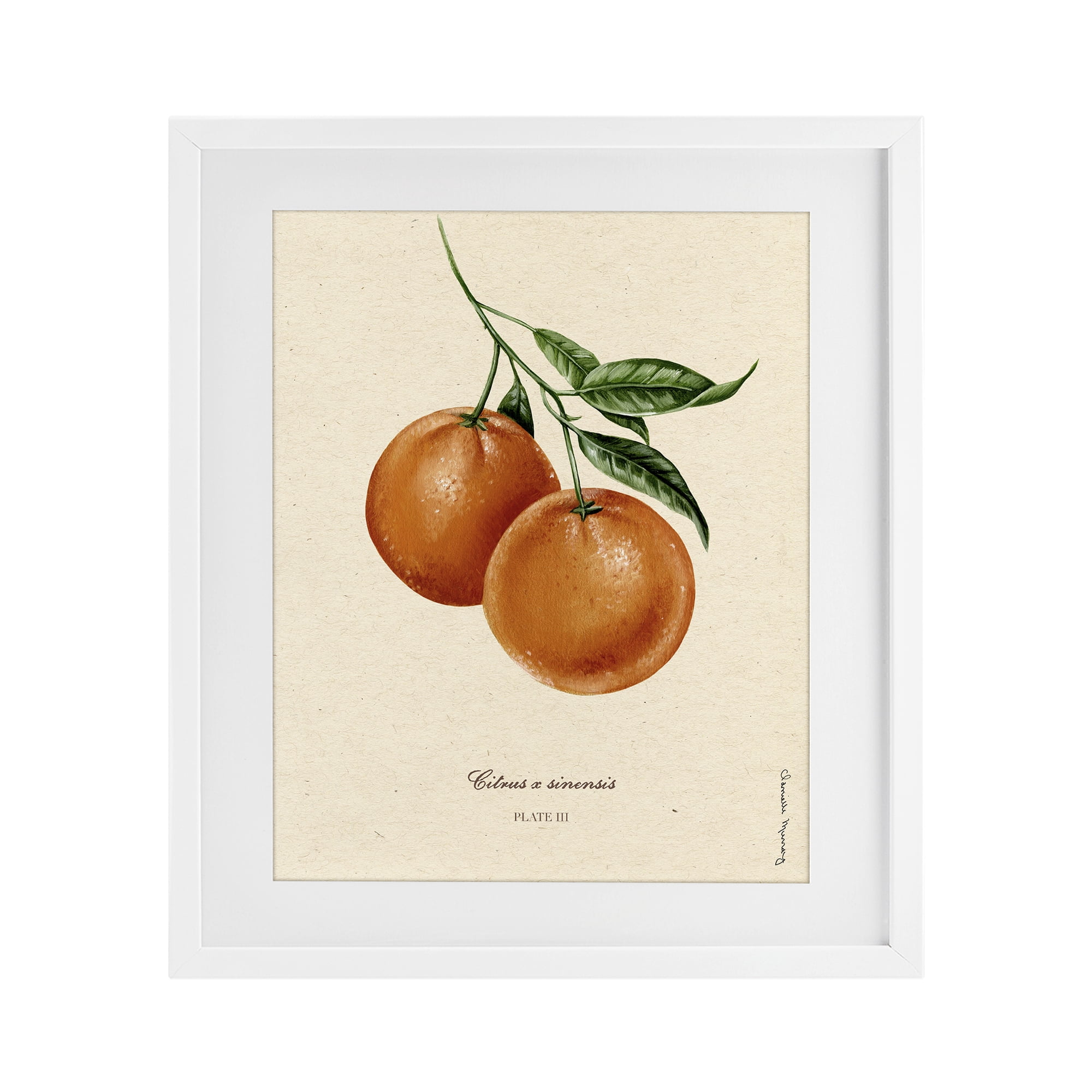 Stupell Industries Orange Fruit Portrait White Framed Print Under Glass, design by Danielle Murray