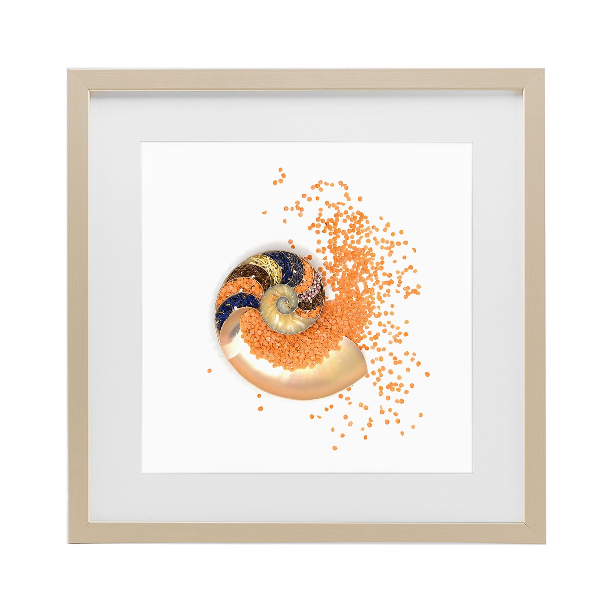 Stupell Industries Orange Nautilus Spiral Birch Framed Print Under Glass, design by Beth Adoette