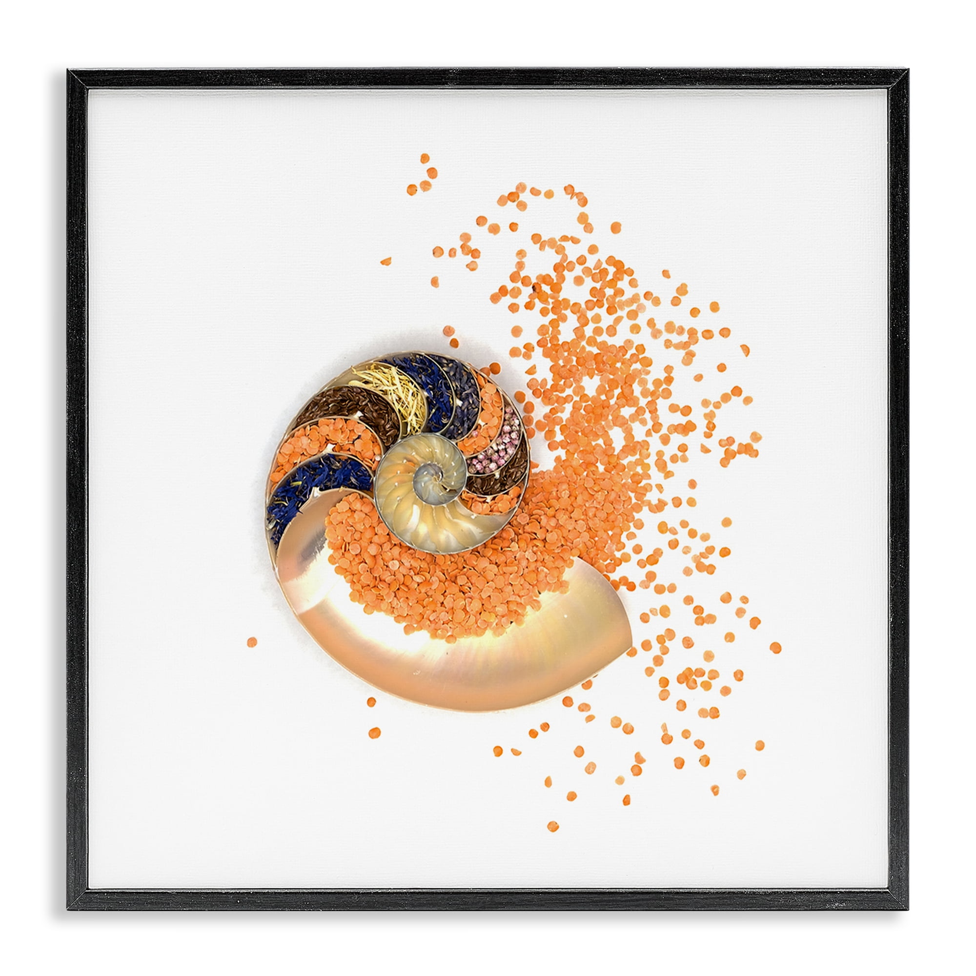 Stupell Industries Orange Nautilus Spiral Black Framed Giclee Art, design by Beth Adoette