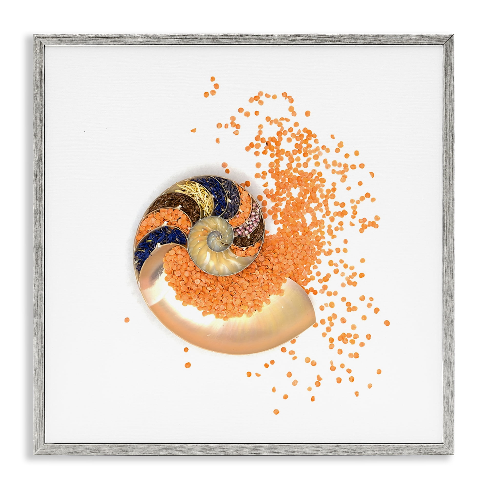 Stupell Industries Orange Nautilus Spiral Gray Framed Giclee Art, design by Beth Adoette