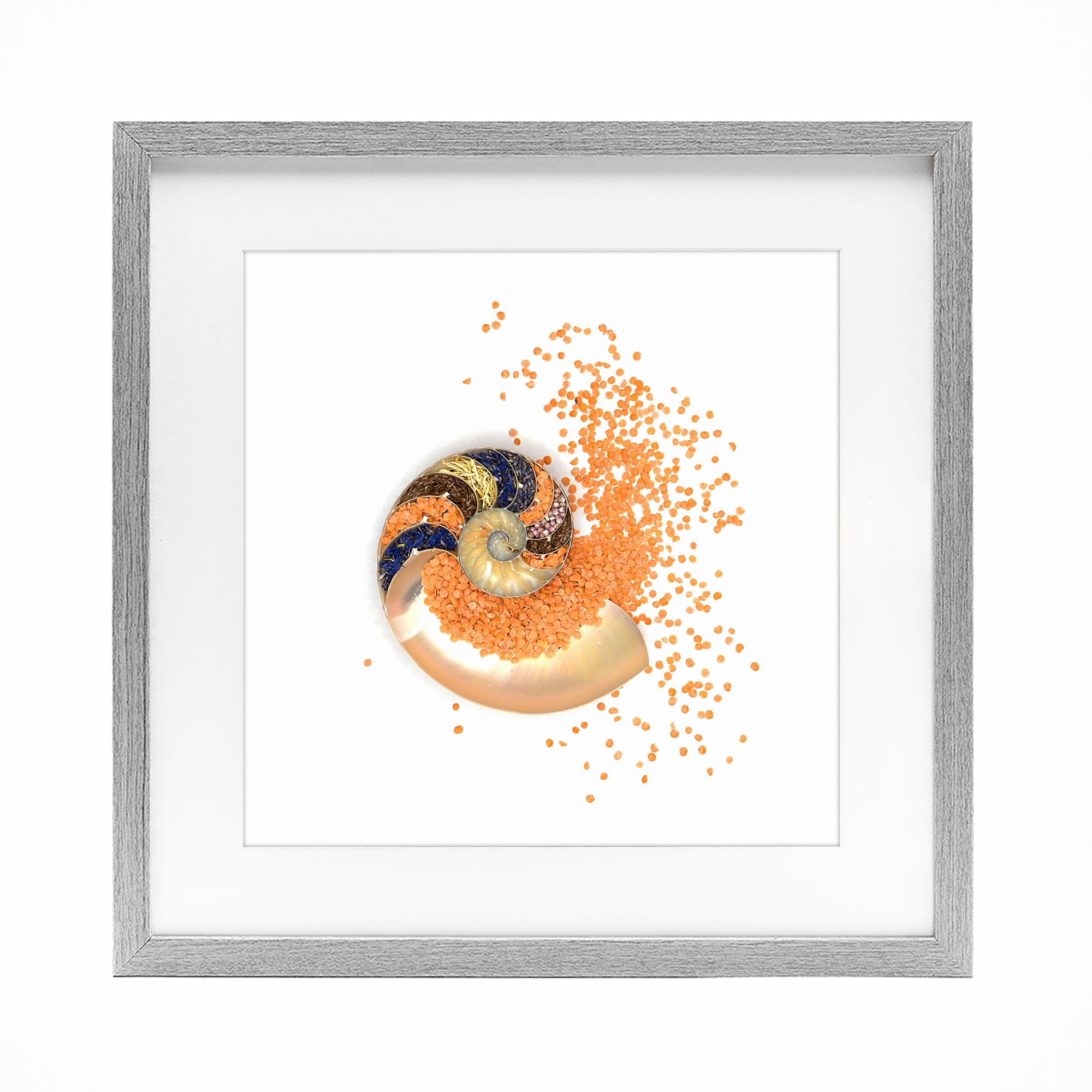 Stupell Industries Orange Nautilus Spiral Gray Framed Print Under Glass, design by Beth Adoette