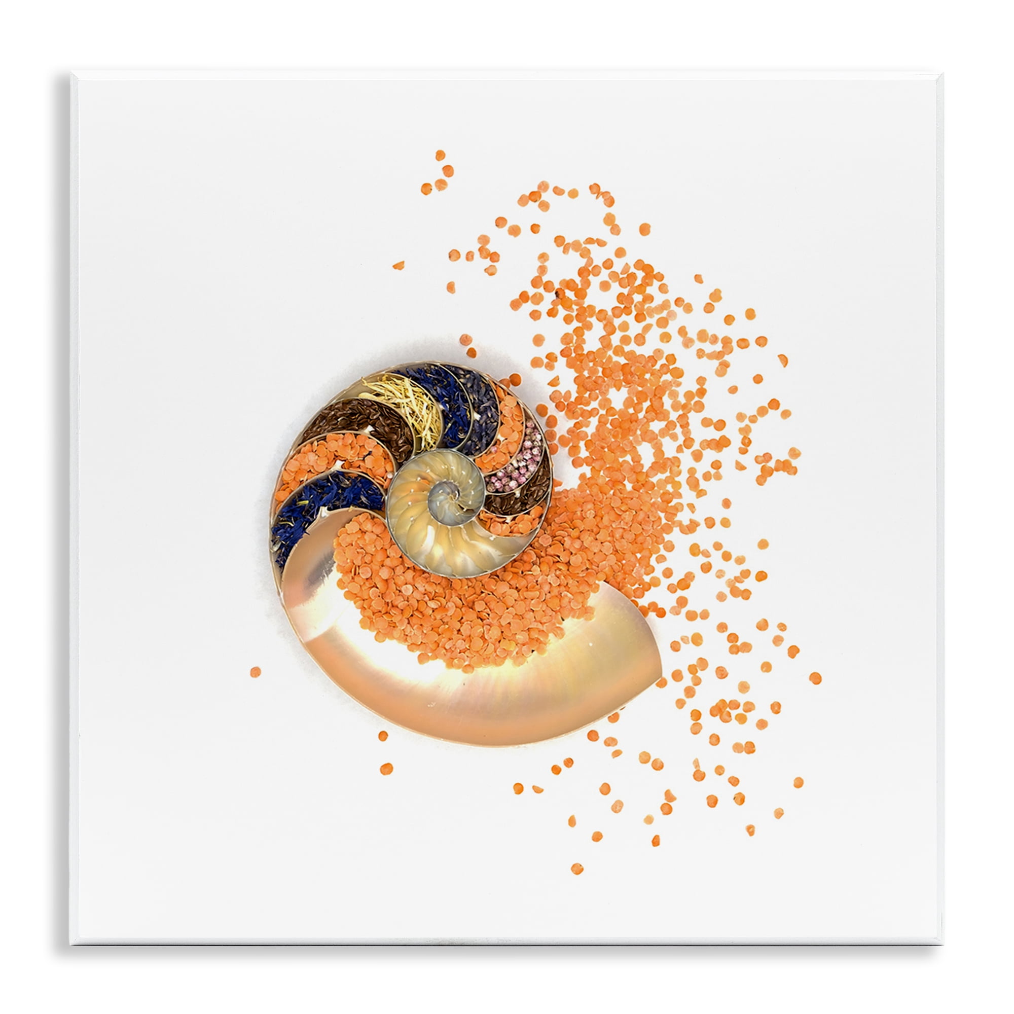 Stupell Industries Orange Nautilus Spiral Wall Plaque Art, design by Beth Adoette