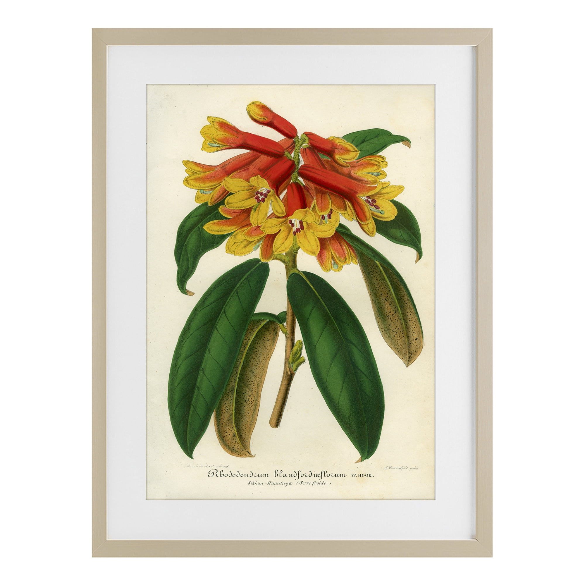 Stupell Industries Orange Yellow Rhododendron Birch Framed Print Under Glass, design by Print Collection