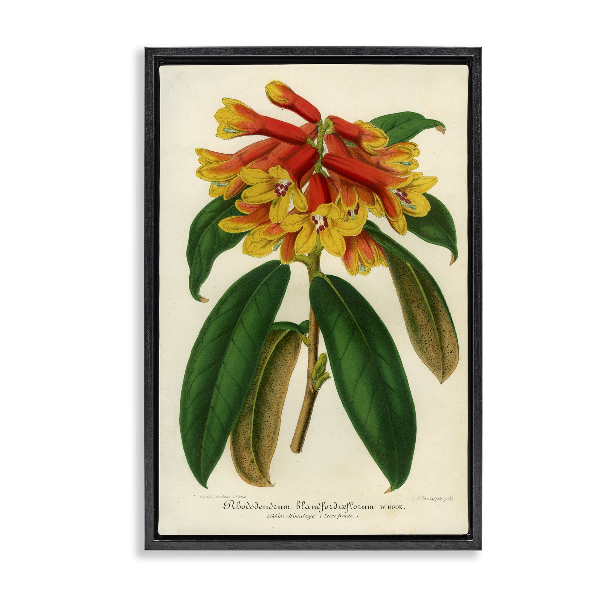 Stupell Industries Orange Yellow Rhododendron Black Framed Floater Canvas Wall Art, design by Print Collection