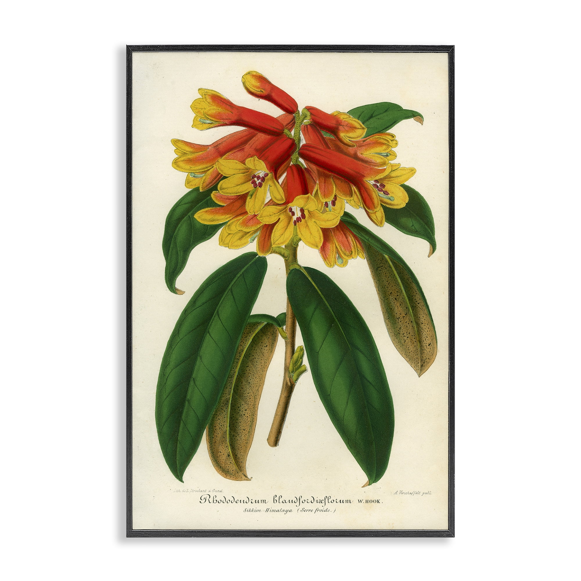 Stupell Industries Orange Yellow Rhododendron Black Framed Giclee Art, design by Print Collection