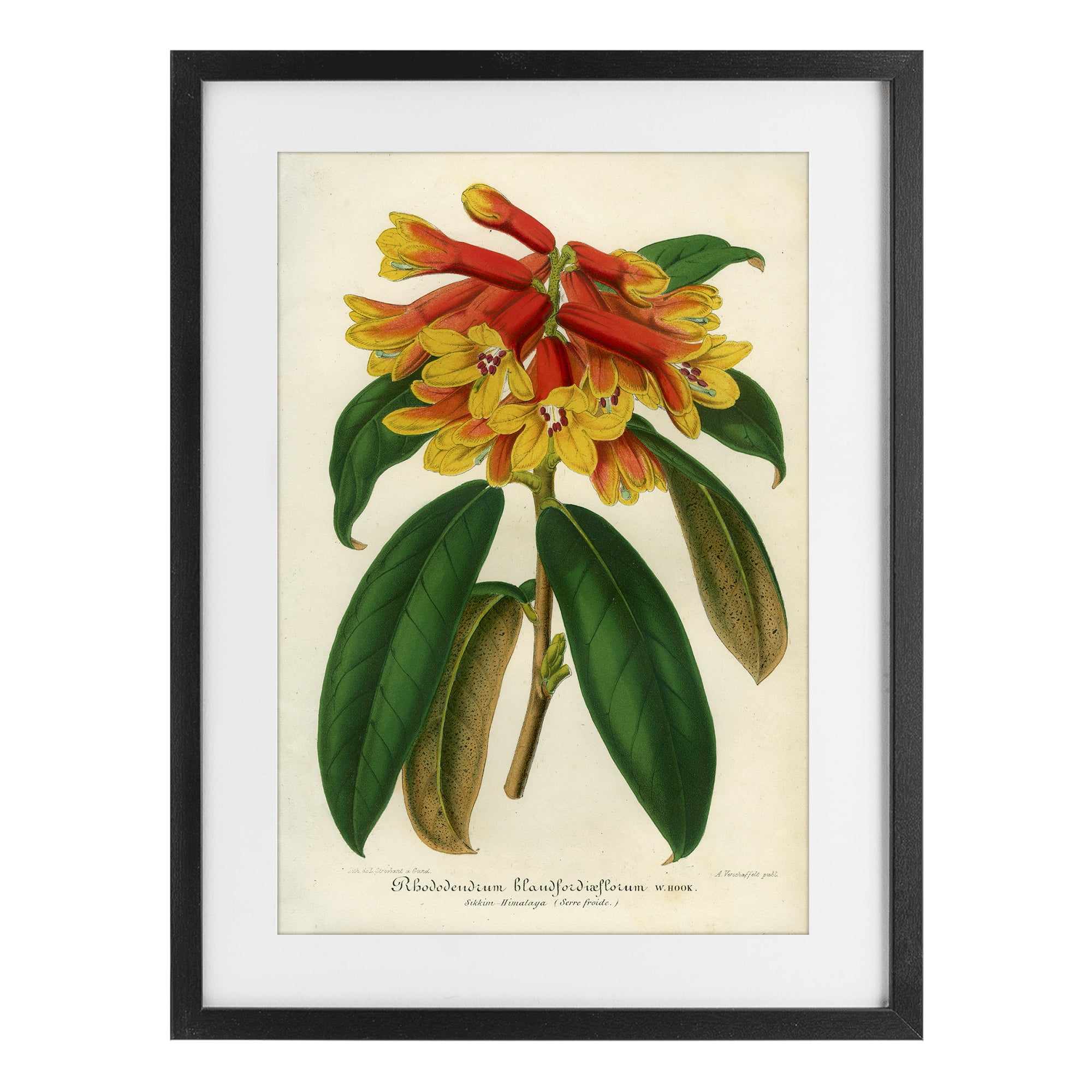 Stupell Industries Orange Yellow Rhododendron Black Framed Print Under Glass, design by Print Collection