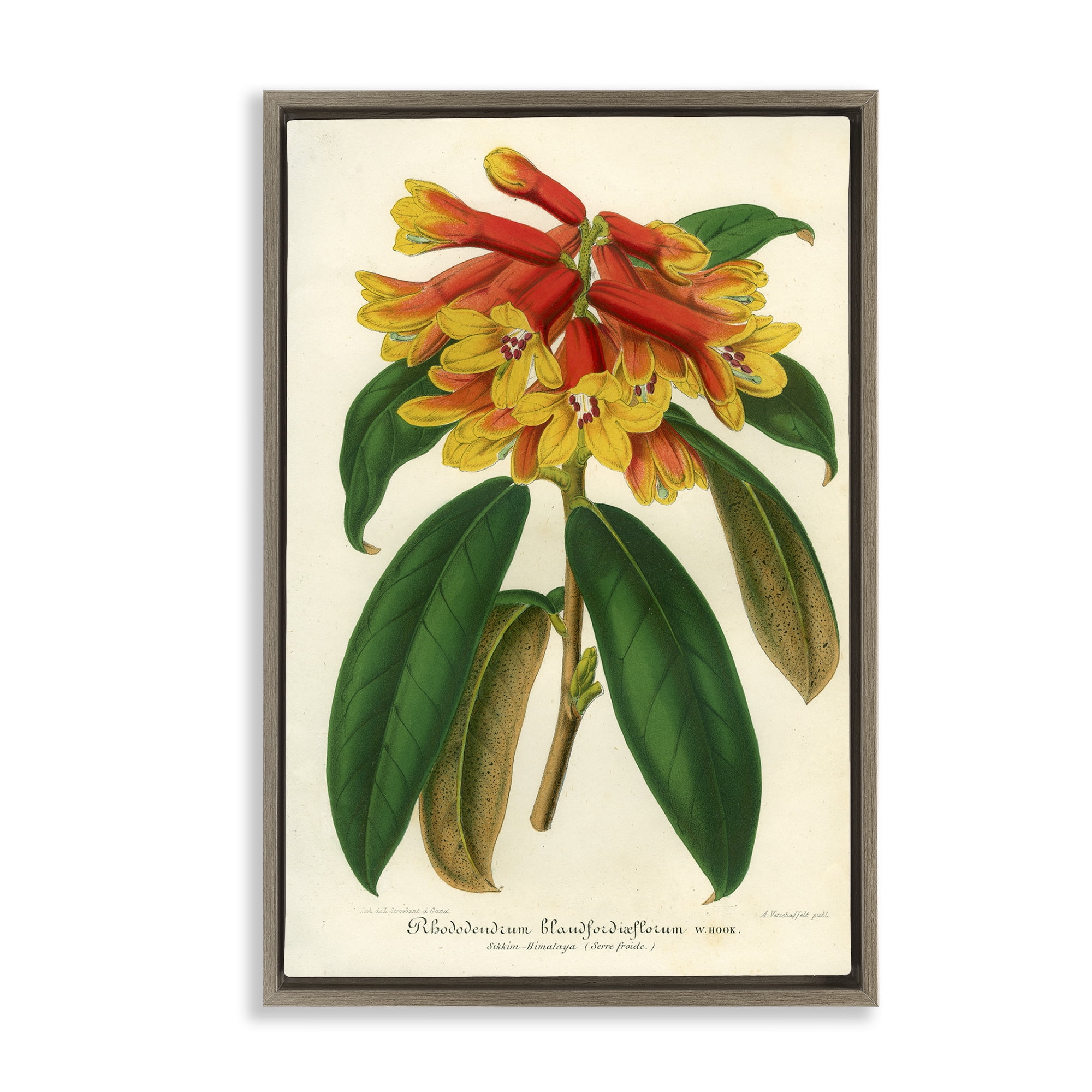 Stupell Industries Orange Yellow Rhododendron Brown Framed Floater Canvas Wall Art, design by Print Collection