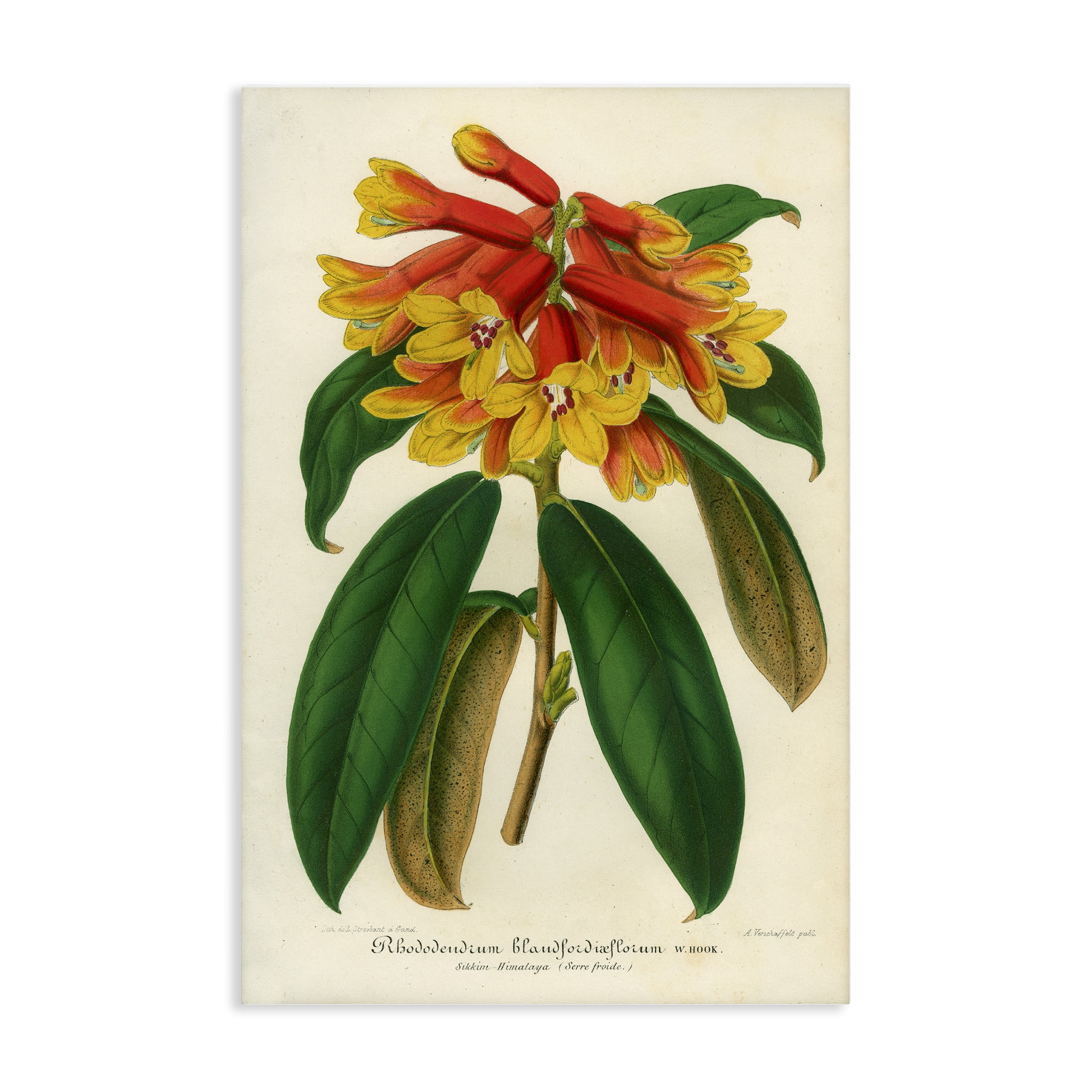 Stupell Industries Orange Yellow Rhododendron Canvas Wall Art, design by Print Collection