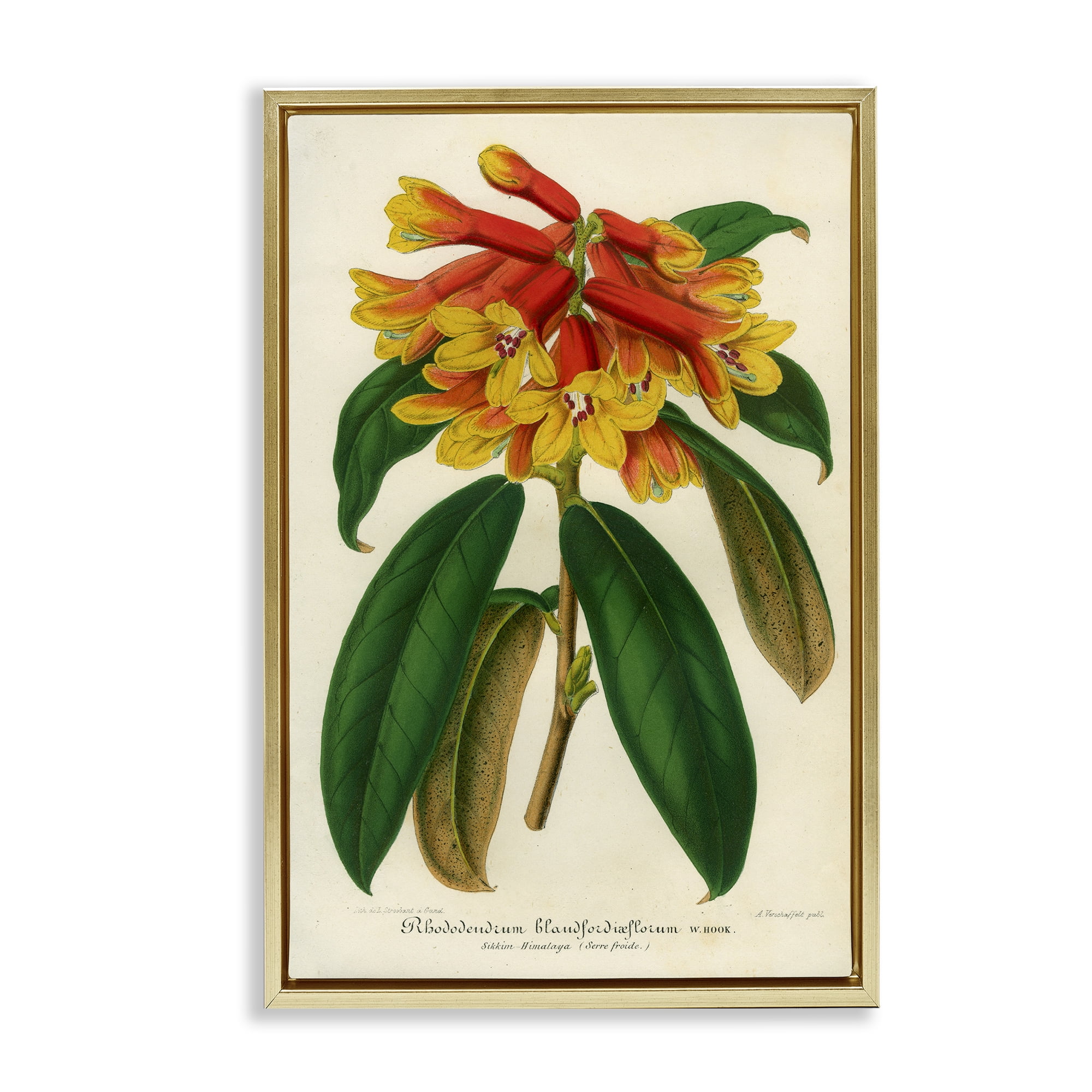 Stupell Industries Orange Yellow Rhododendron Gold Framed Floater Canvas Wall Art, design by Print Collection
