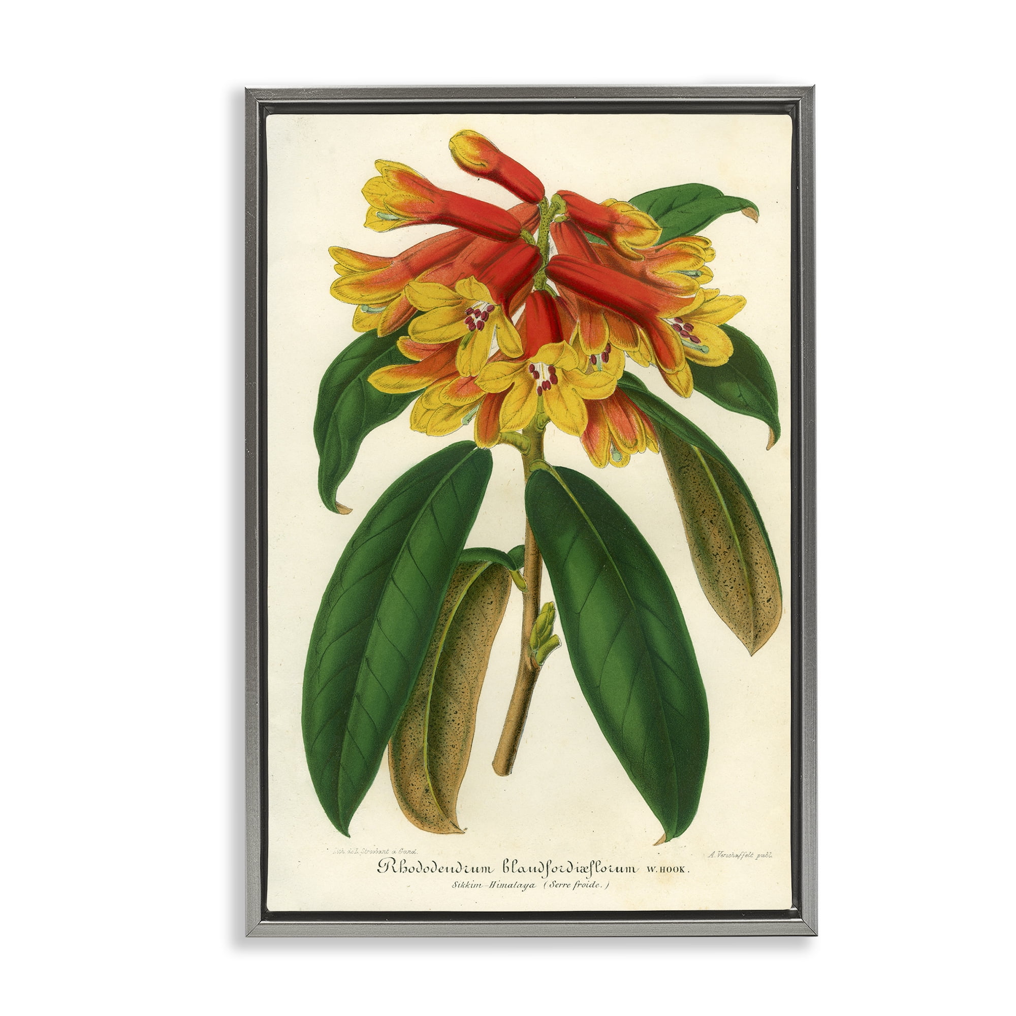 Stupell Industries Orange Yellow Rhododendron Gray Framed Floater Canvas Wall Art, design by Print Collection