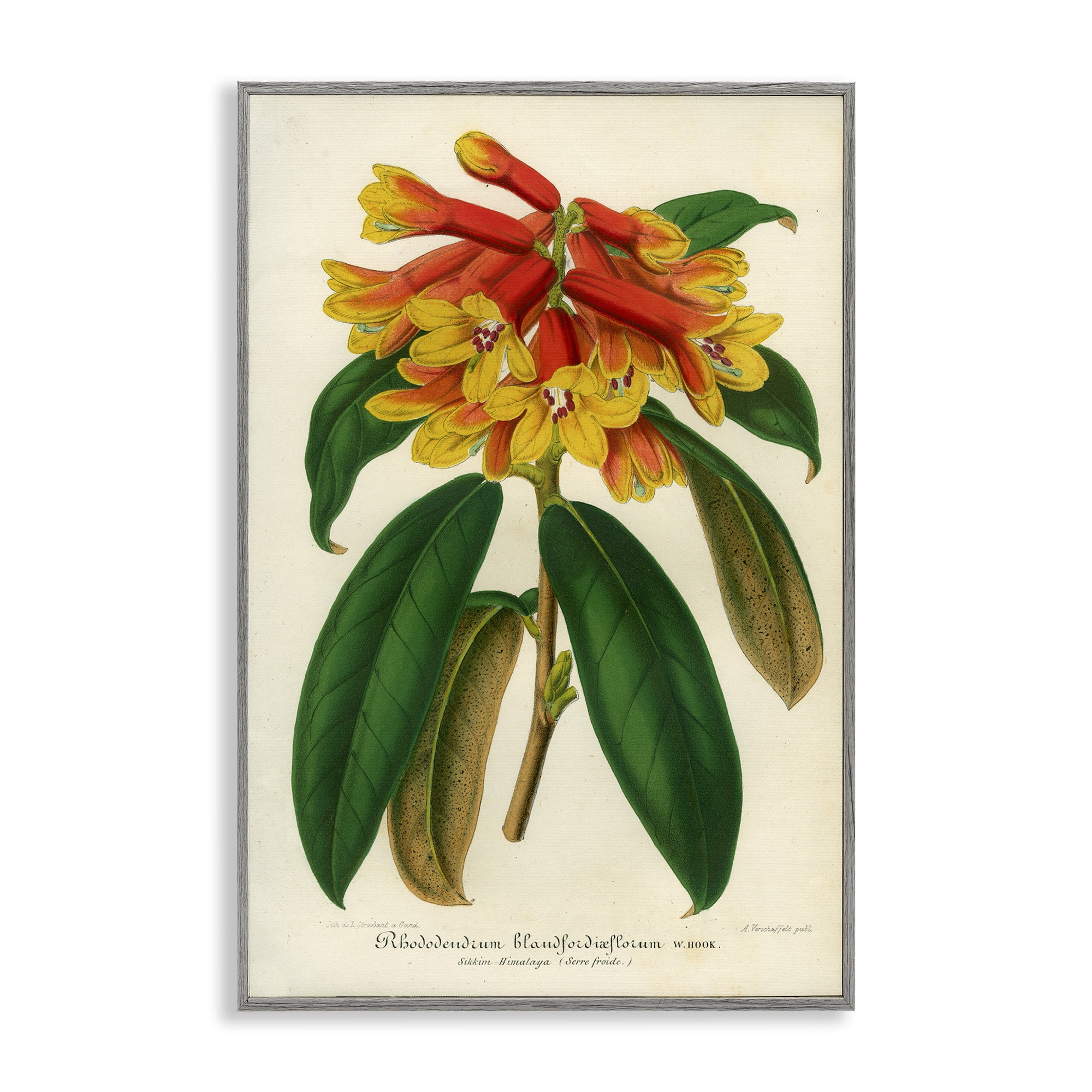 Stupell Industries Orange Yellow Rhododendron Gray Framed Giclee Art, design by Print Collection