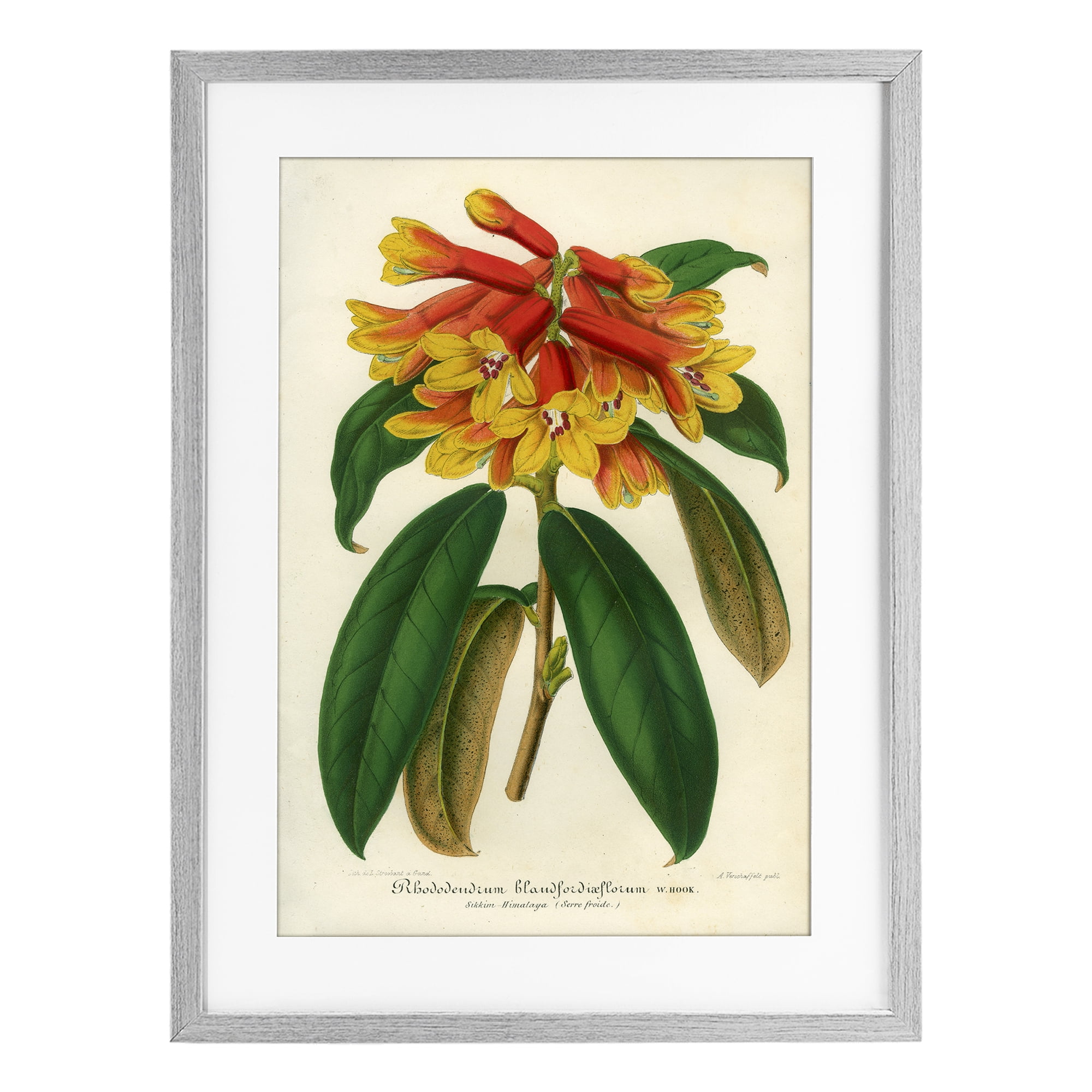 Stupell Industries Orange Yellow Rhododendron Gray Framed Print Under Glass, design by Print Collection