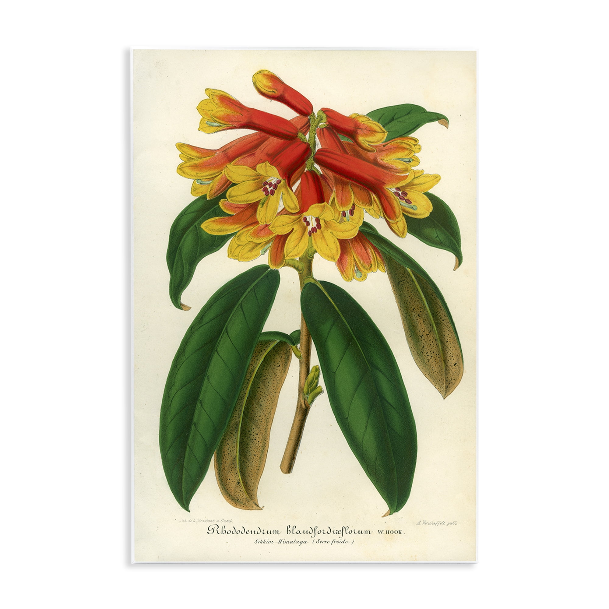 Stupell Industries Orange Yellow Rhododendron Wall Plaque Art, design by Print Collection