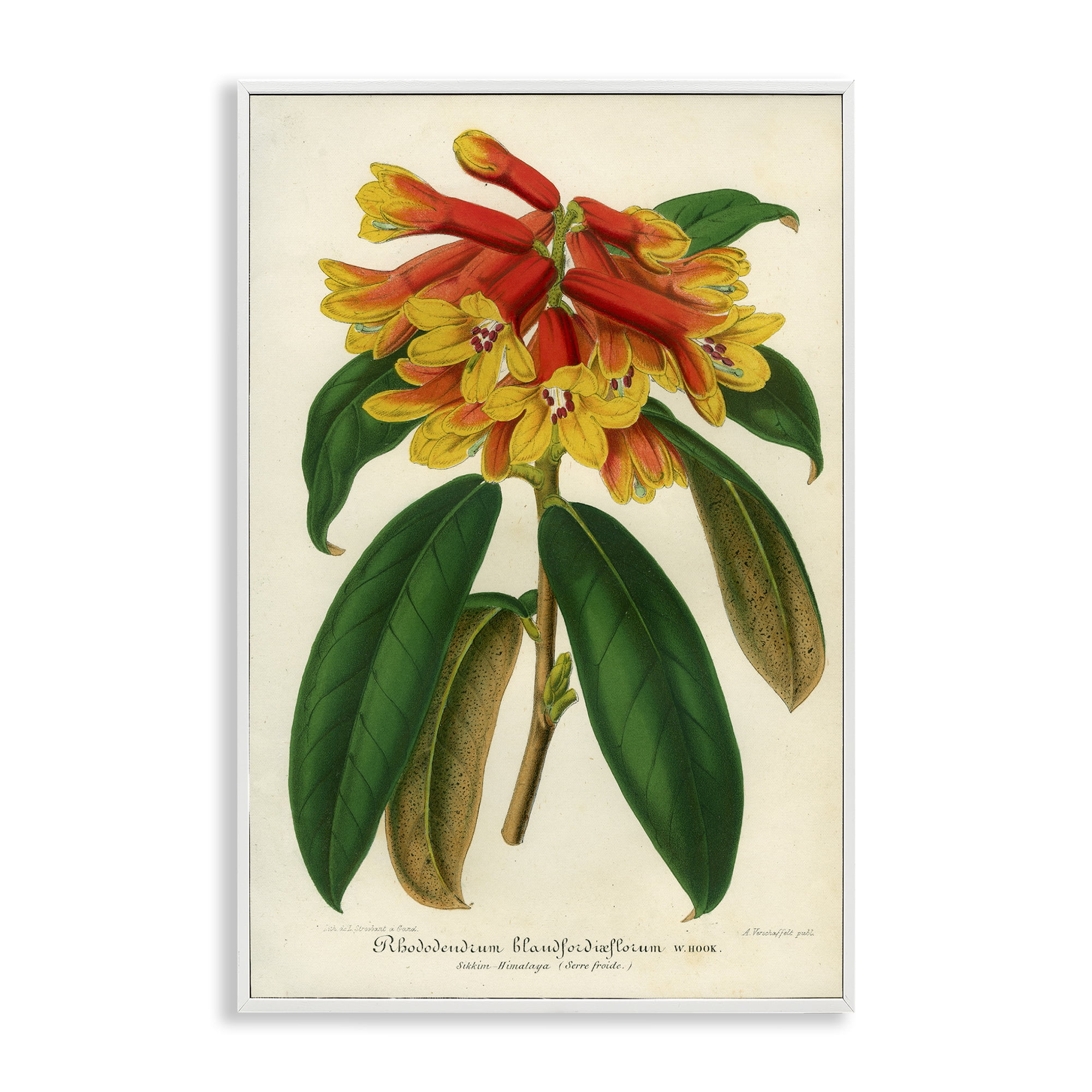 Stupell Industries Orange Yellow Rhododendron White Framed Giclee Art, design by Print Collection