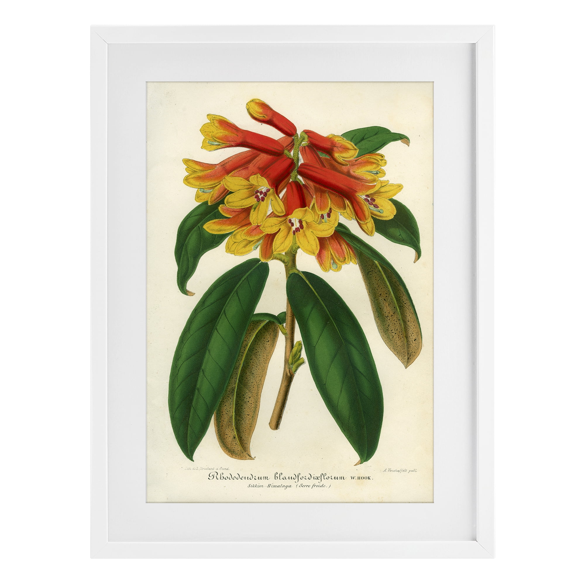 Stupell Industries Orange Yellow Rhododendron White Framed Print Under Glass, design by Print Collection