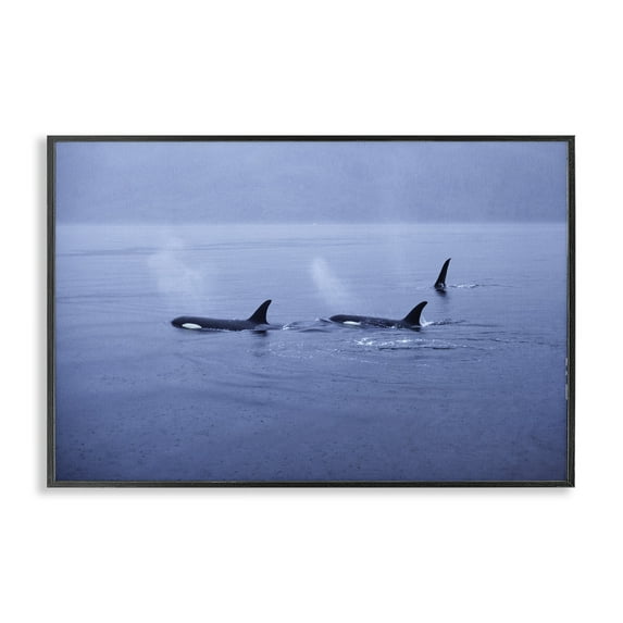 Stupell Industries Orca Whispers Seascape Black Framed Giclee Art design by Norm Stelfox, 12 x 18