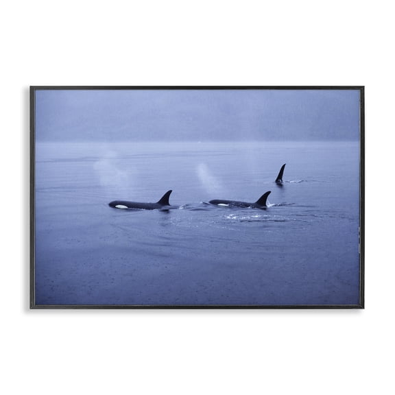 Stupell Industries Orca Whispers Seascape Black Framed Giclee Art design by Norm Stelfox, 16 x 24