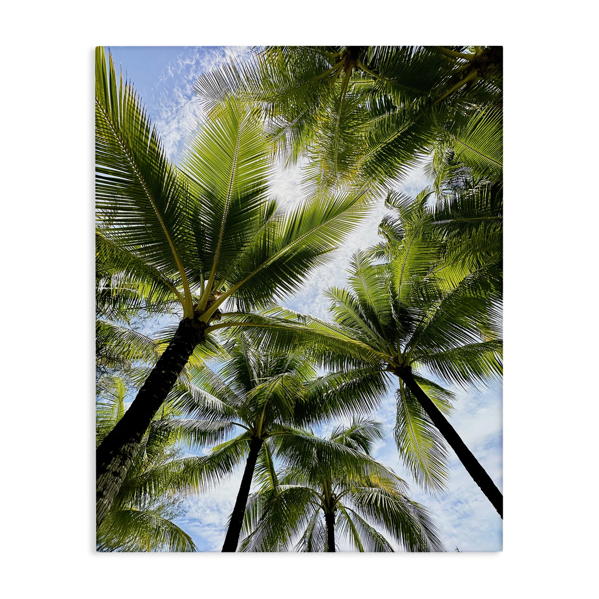 Stupell Industries Overhead Palm Trees Plants & Flowers Photography Wrapped Canvas Art Print Wall Art, 16 x 20