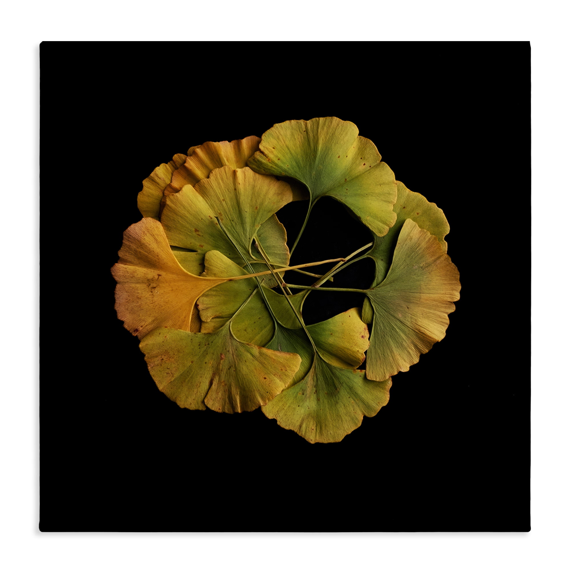 Stupell Industries Overlapping Ginkgo Leaves Canvas Wall Art, design by Beth Adoette